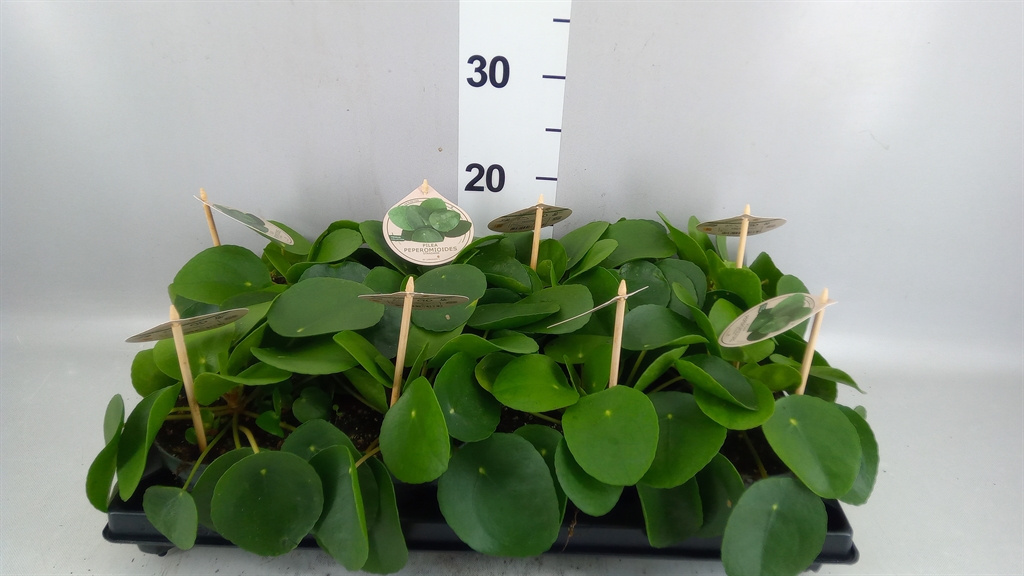 Pilea Peperomoides 12Ø 25cm