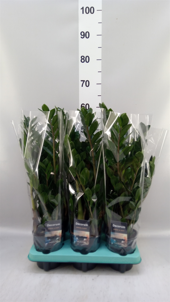 Zamioculcas Zamiifol Lima 12Ø 50cm