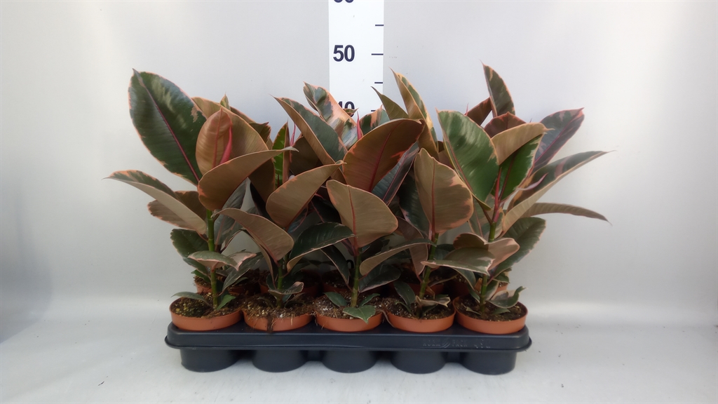 Ficus Belize 12Ø 38cm