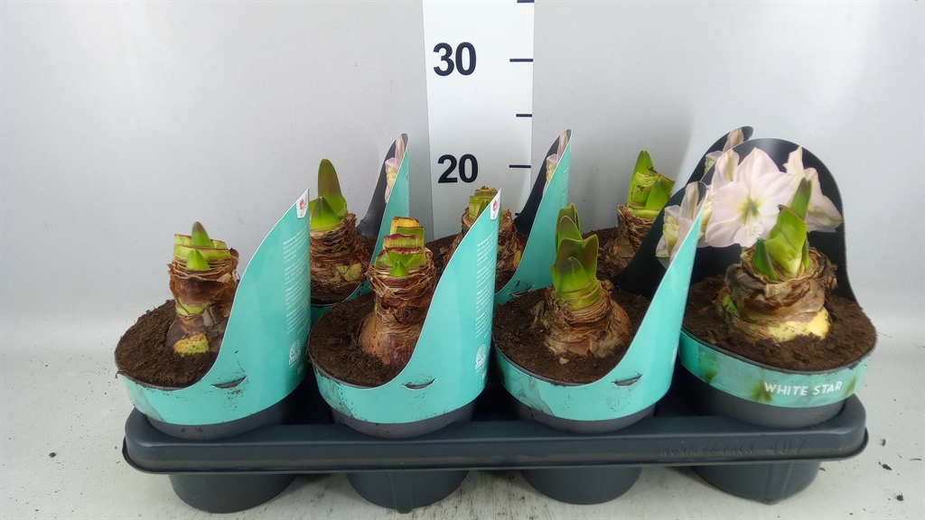 Hippeastrum White Star 14Ø 25cm