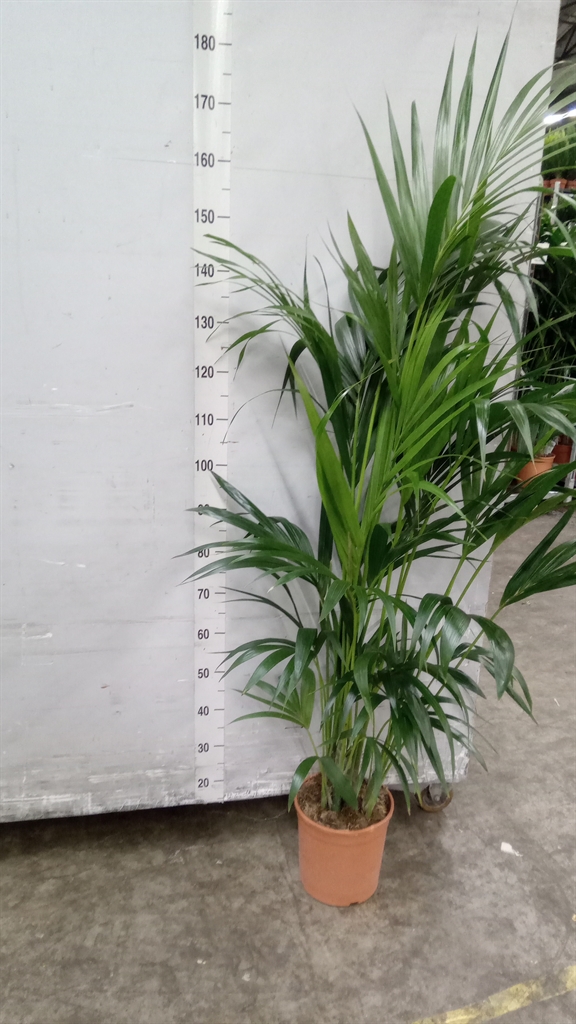 Howea Forsteriana 24Ø 170cm