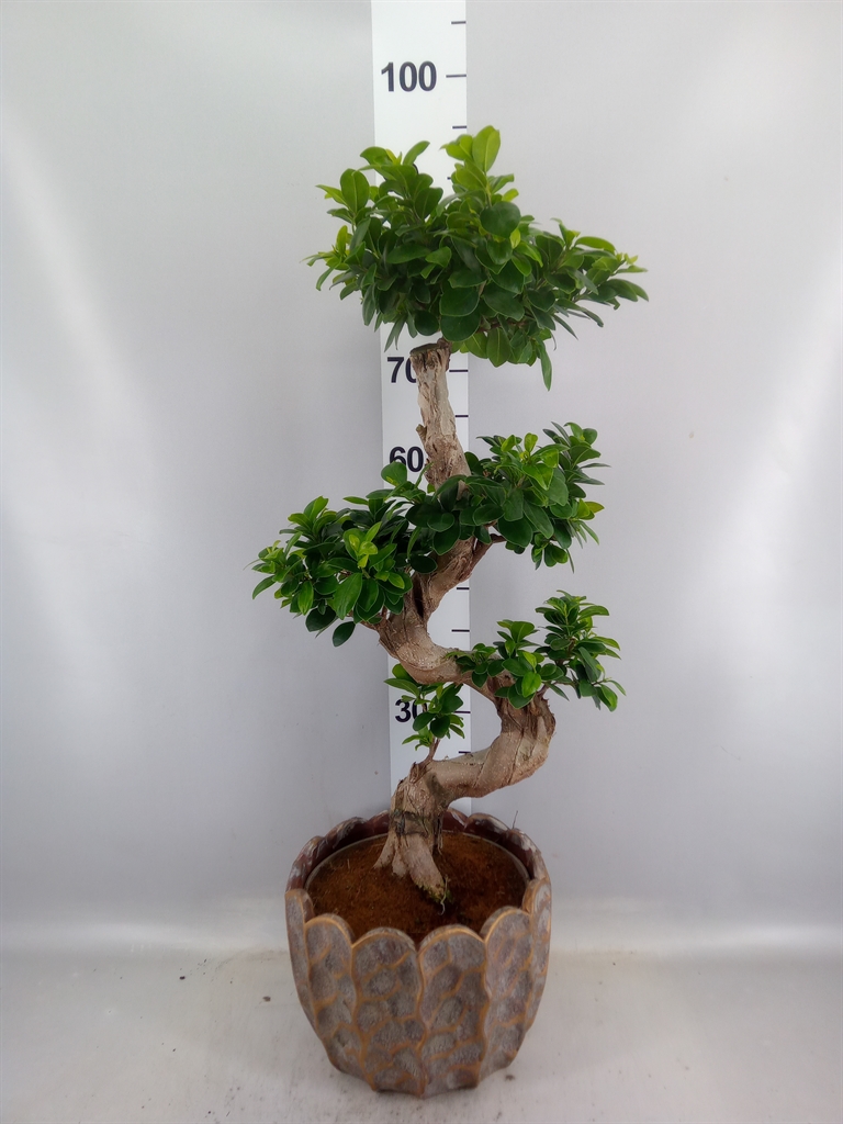 Ficus Microcarpa Ginseng 28Ø 80cm