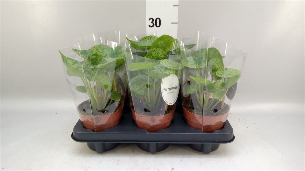 Pilea Overig 12Ø 25cm