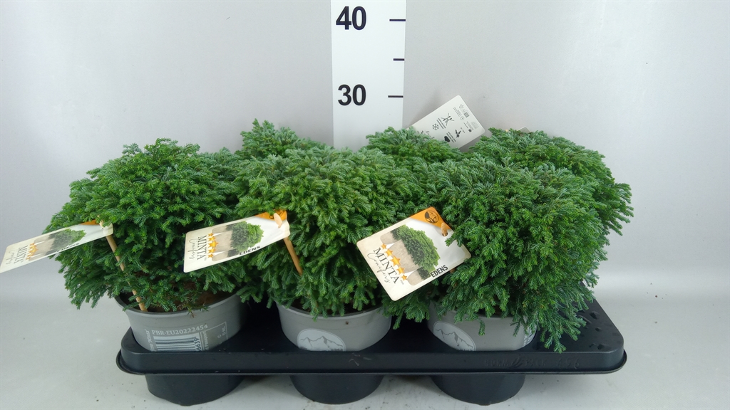 Chamaecyparis Minta 15Ø 22cm