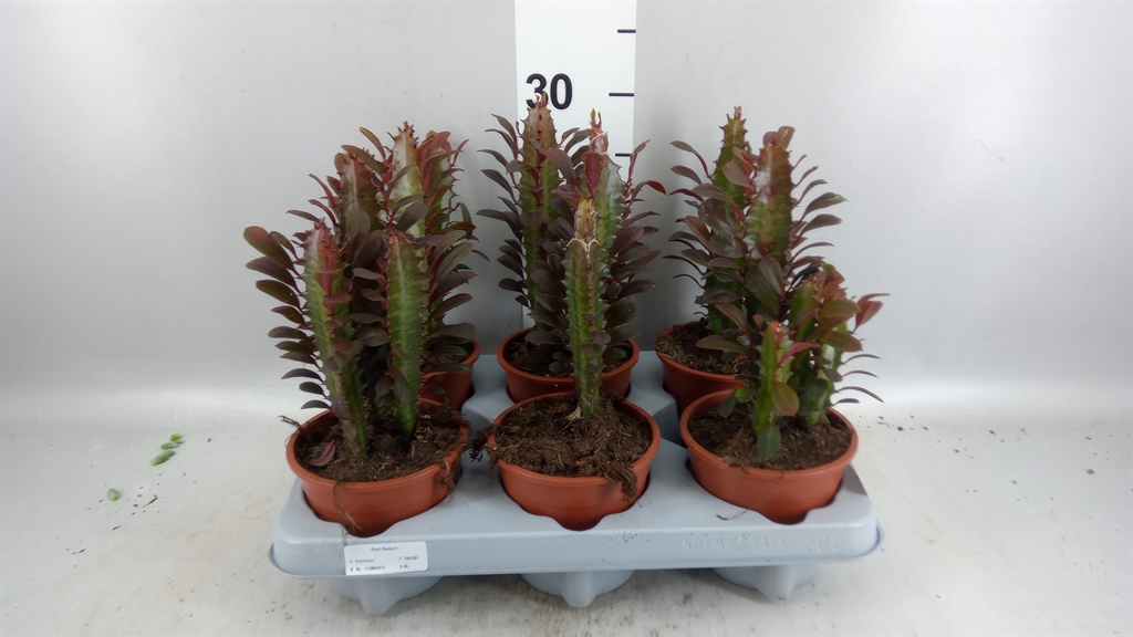 Euphor Su Trig Rubra 12Ø 30cm