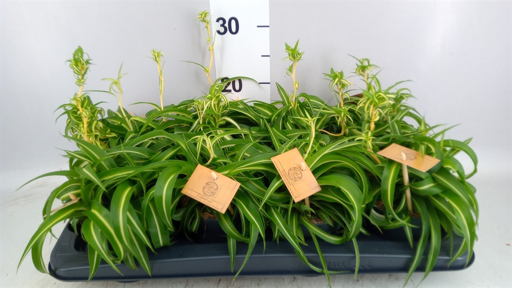 Chlorophytum Bonnie 12Ø 20cm