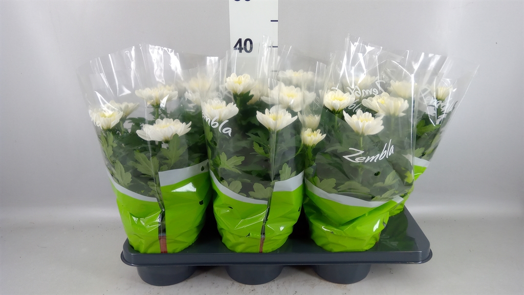 Chrysanth Zembla 15Ø 33cm