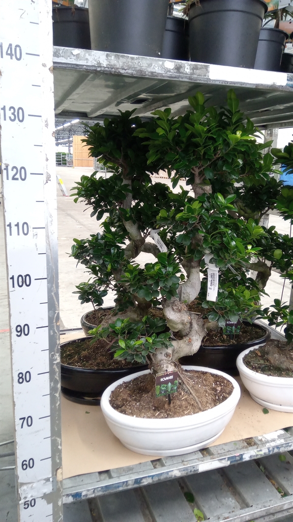 Ficus Microcarpa Ginseng 45Ø 85cm