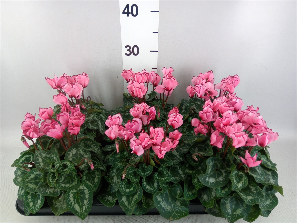 Cyclamen Victoria Salmon 13Ø 30cm