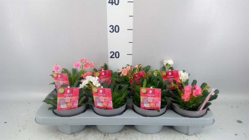 Lewisia Mountain Dreams Mix 12Ø 15cm