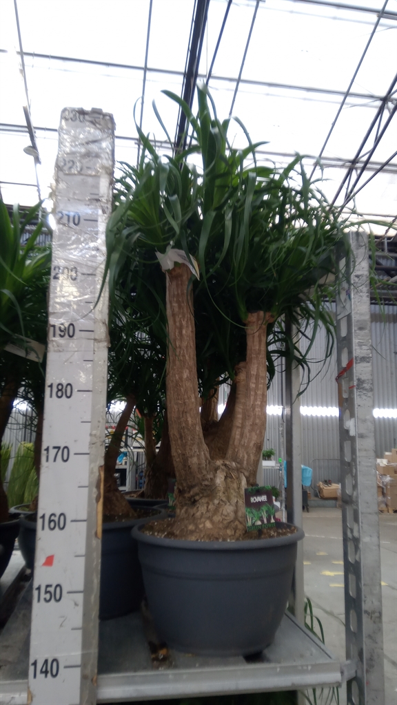 Beaucarnea Recurvata 30Ø 90cm