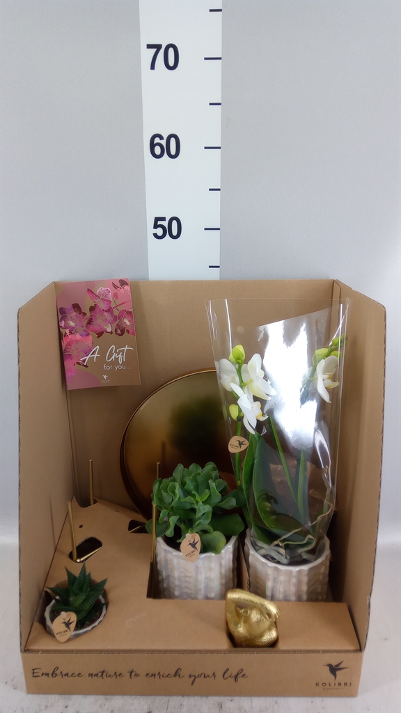 Arrangement Phalaenopsis Mt 30Ø