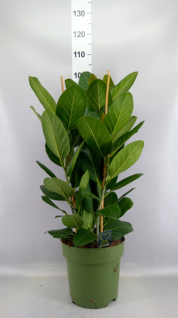 Ficus Benghalensis Audrey 27Ø 100cm