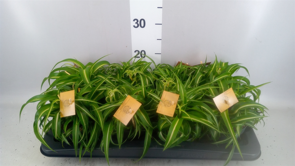 Chlorophytum Bonnie 12Ø 20cm