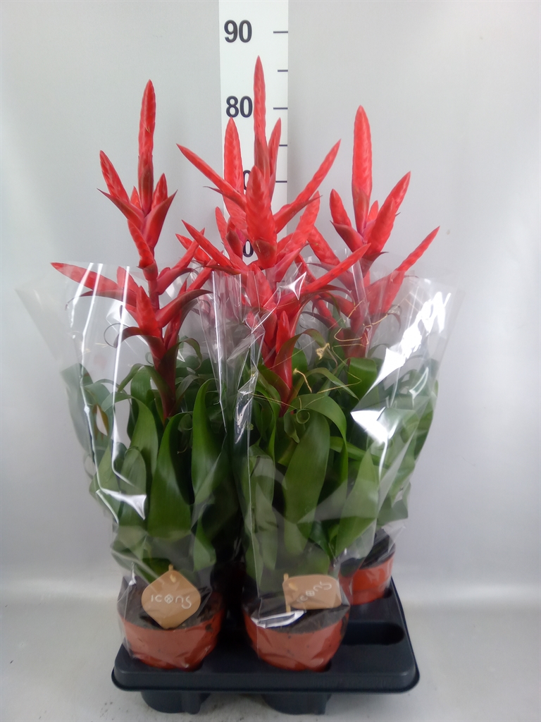 Tillandsia Naomi 15Ø 65cm
