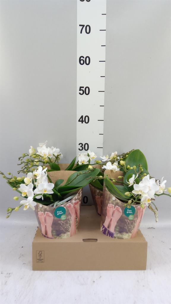 Phalaenopsis White 2 Stem 12Ø 30cm