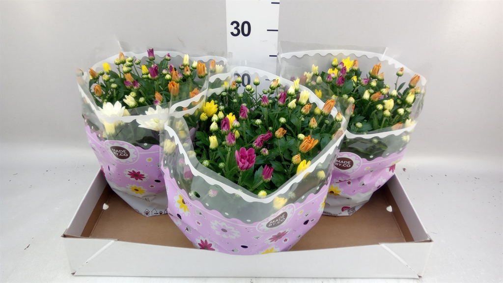 Chrysanth Mix 23Ø 27cm
