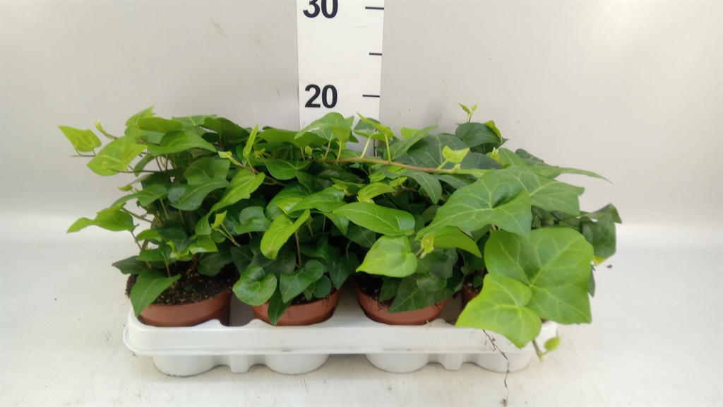 Hedera Helix Mein Herz 9Ø 5cm