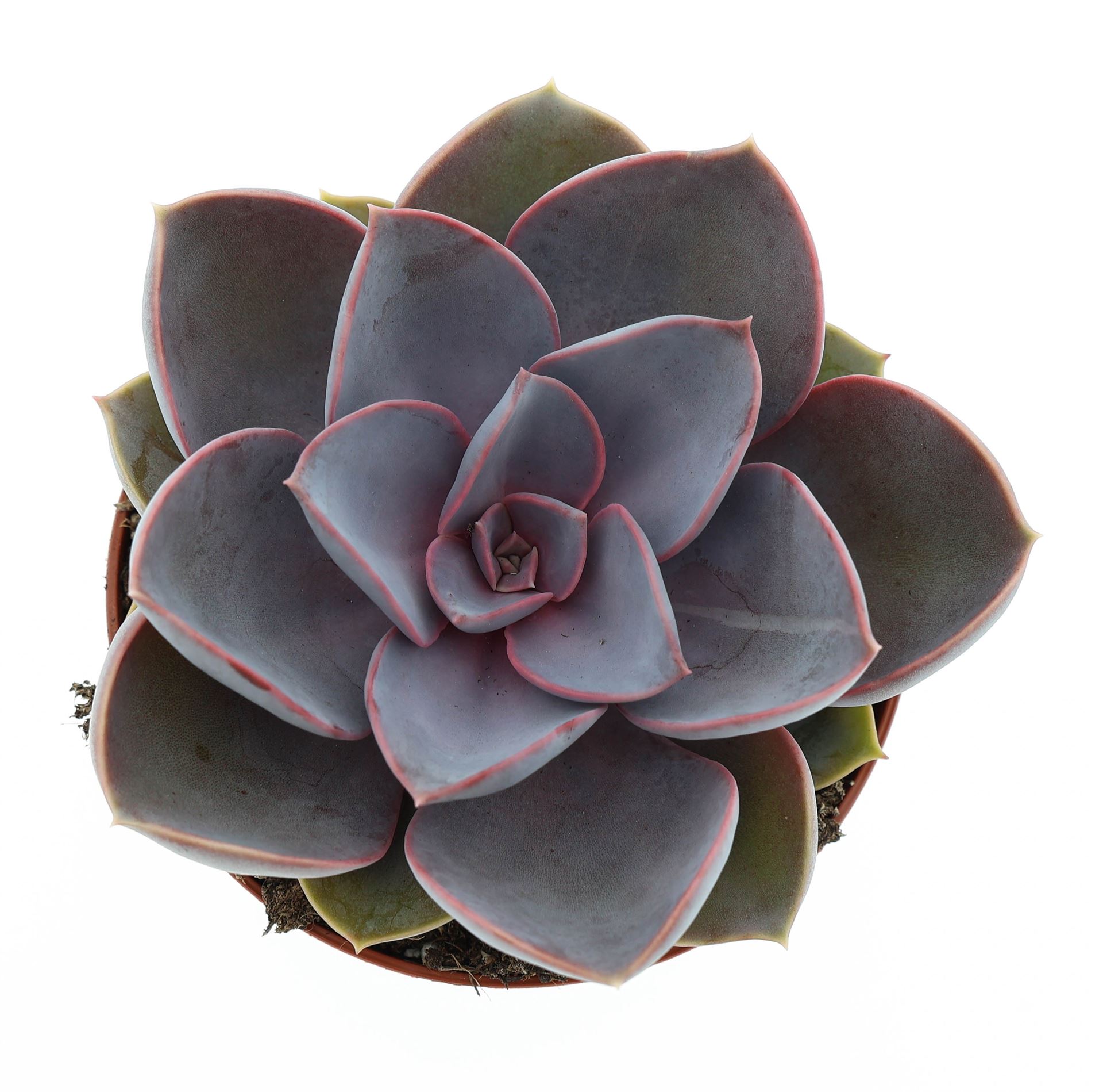 Echeveria Perle Von Nurnberg 8Ø 10cm