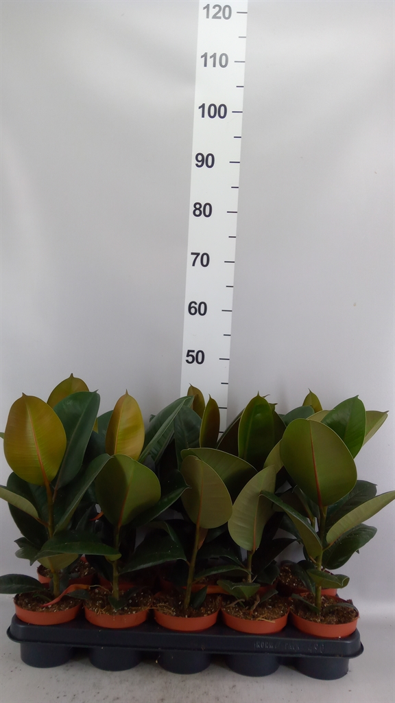 Ficus Robusta 12Ø 40cm