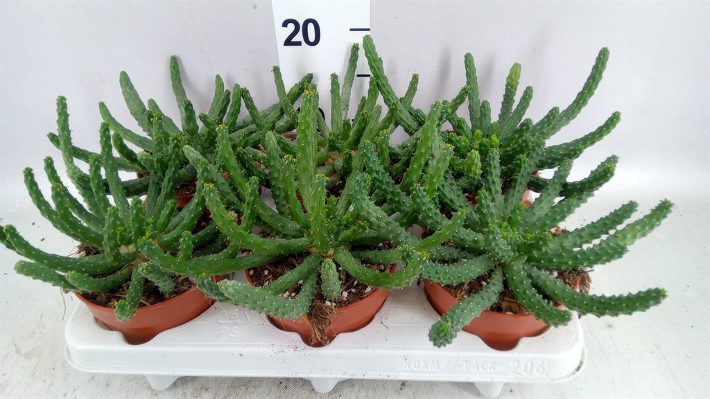 Euphor Succulenten 12Ø 30cm