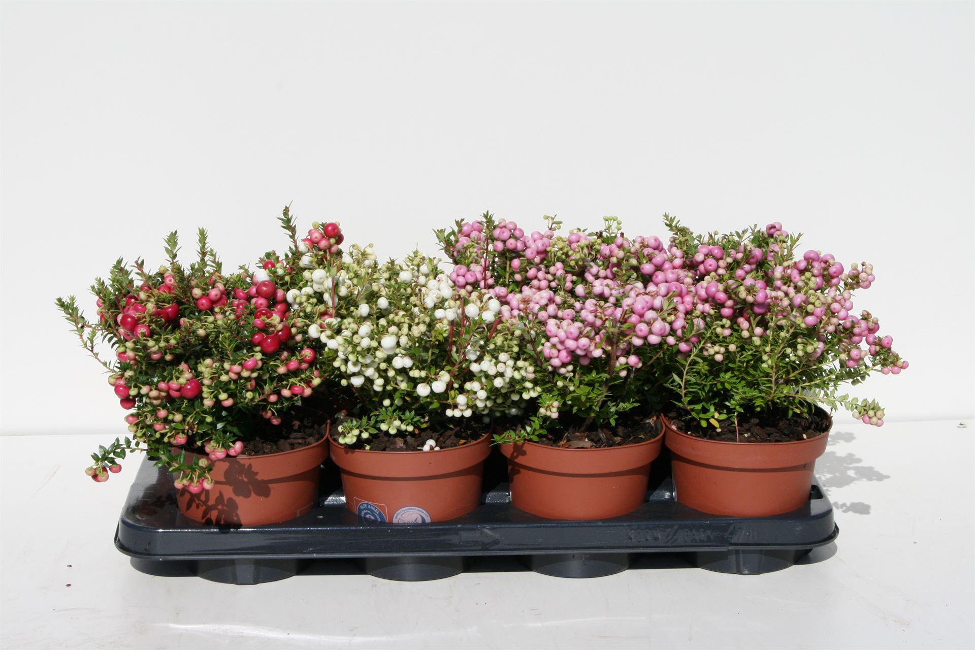 Gaultheria Mucronata 14Ø 25cm