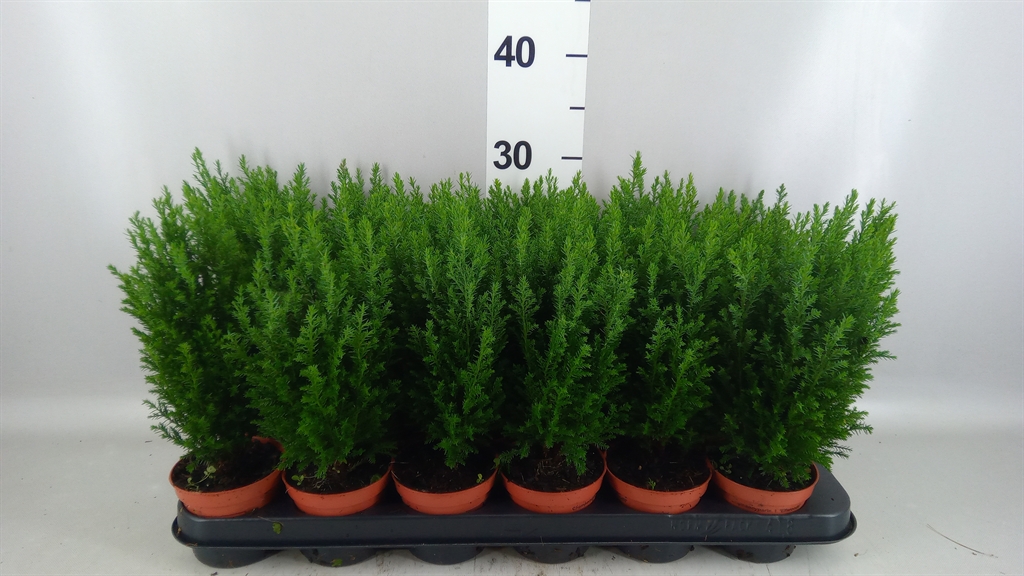Chamaecyparis Ellwoodii 9Ø 30cm