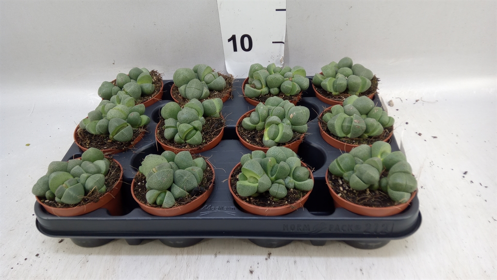 Lithops 508Ø