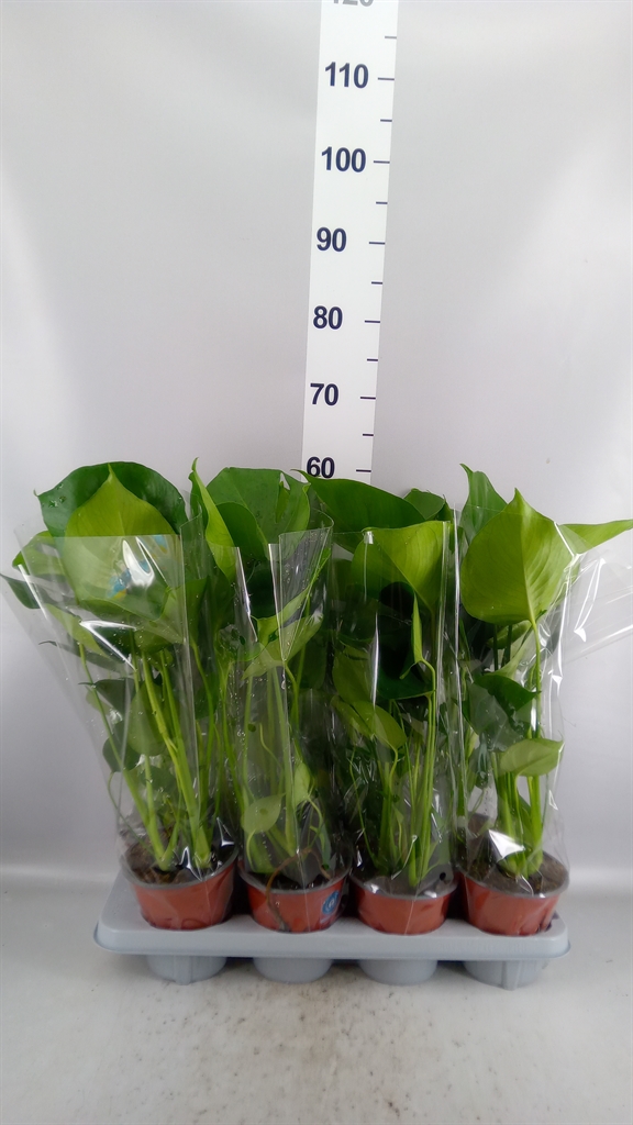 Monstera Deliciosa 14Ø 55cm