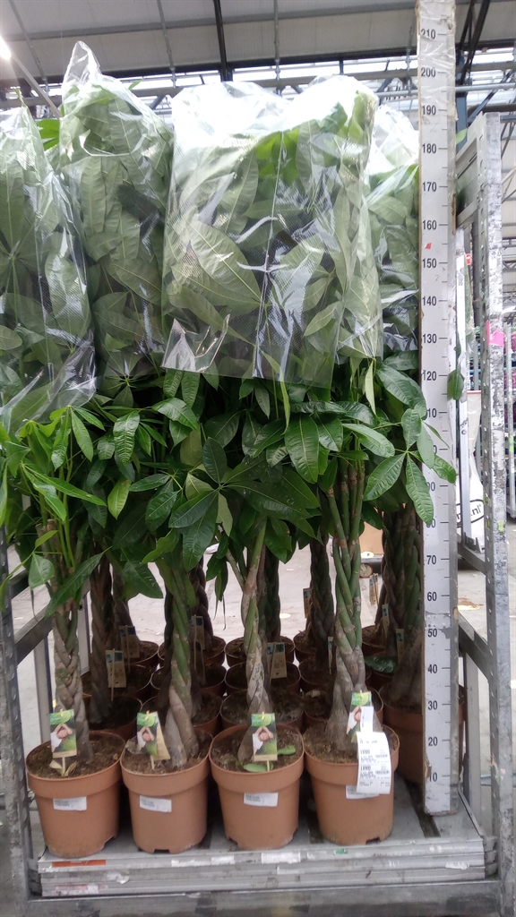 Pachira Aquatica 27Ø 160cm
