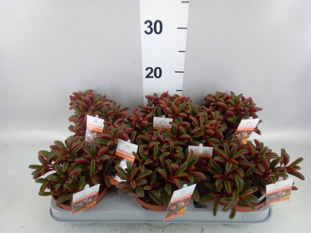 Peperomia Graveolens 10Ø 17cm