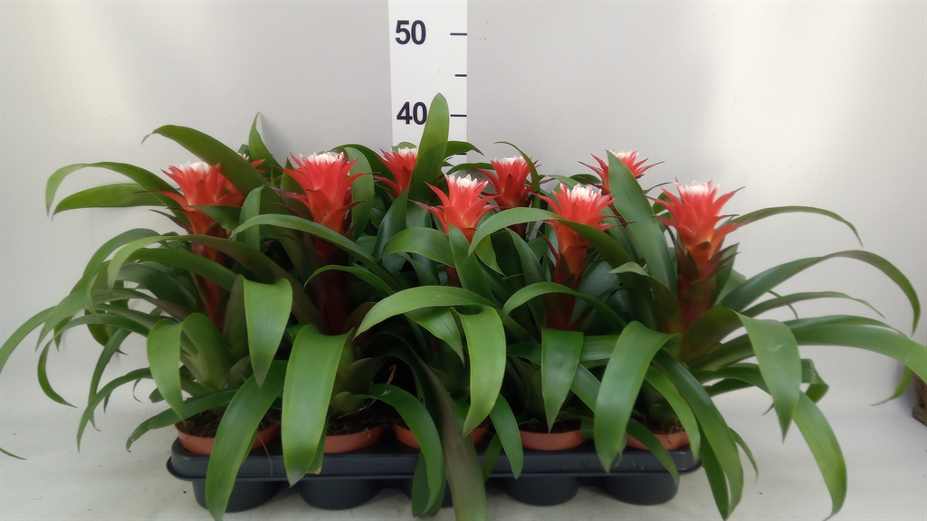 Guzmania Hope 12Ø 33cm