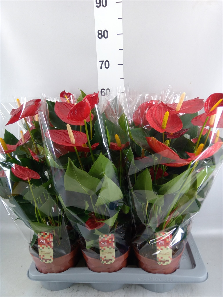 Anthurium Tremendo 17Ø 65cm