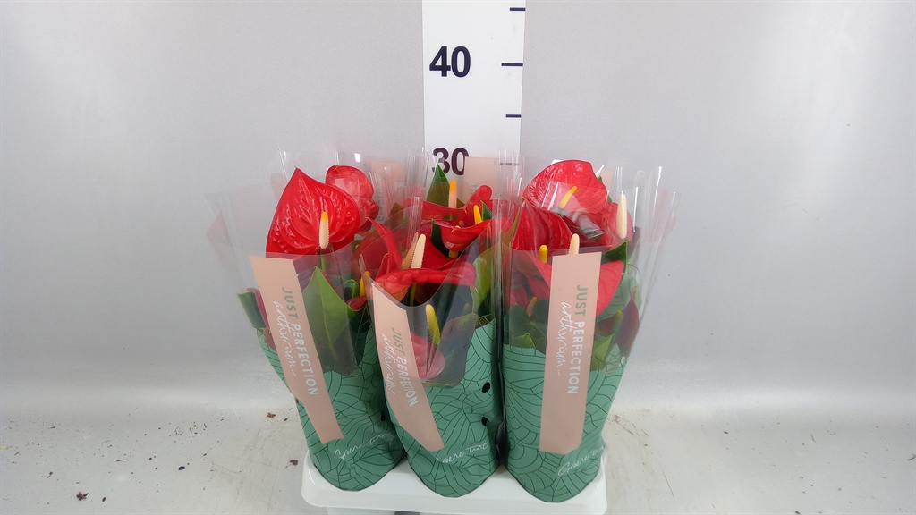 Anthurium Valentino 9Ø 25cm