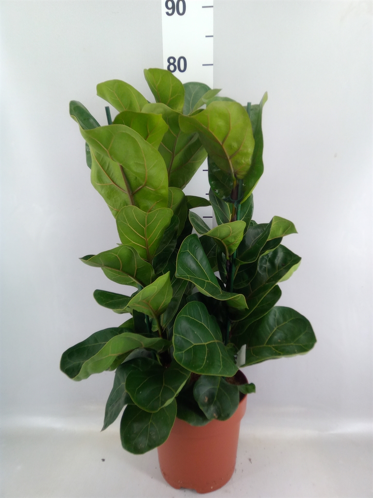 Ficus Lyrata Bambino 21Ø 65cm