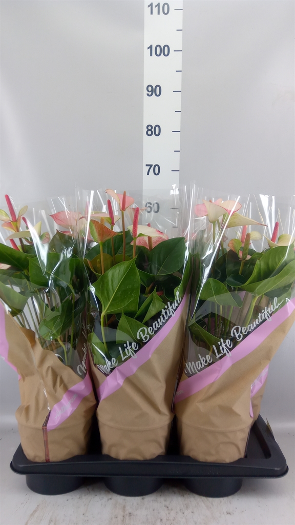 Anthurium Princess Amalia Elegance 17Ø 55cm