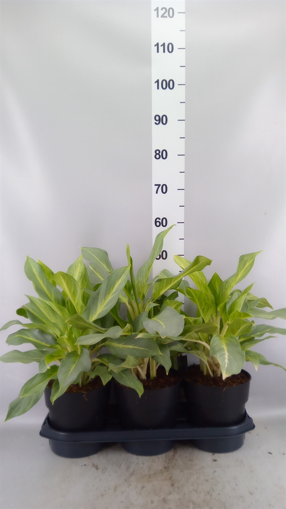 Aglao Overig 19Ø 50cm