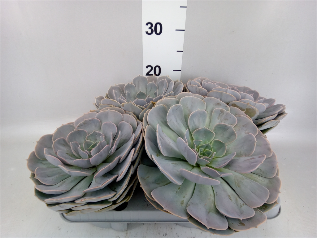 Echeveria Pollux 13Ø 15cm