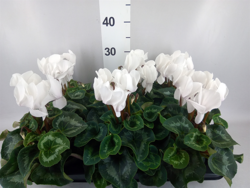 Cyclamen Super Serie Mammoth 13Ø 30cm