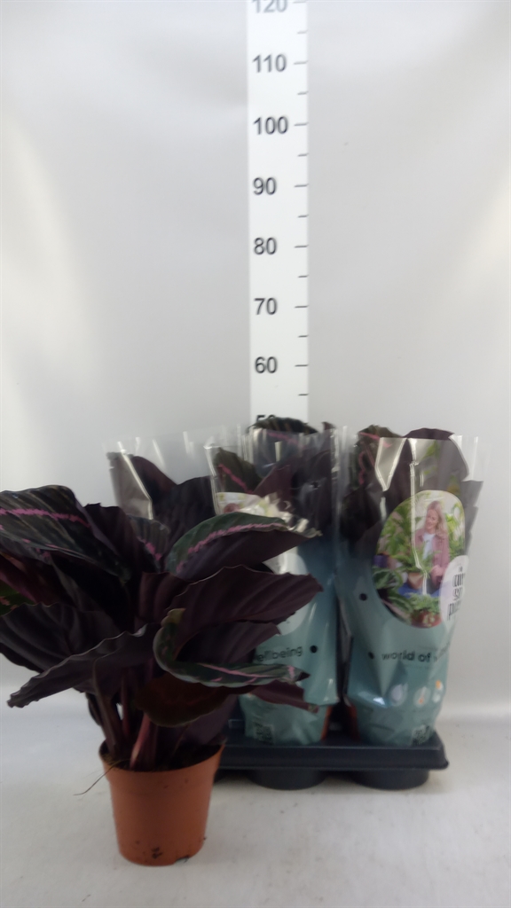 Calathea Dottie 14Ø 35cm