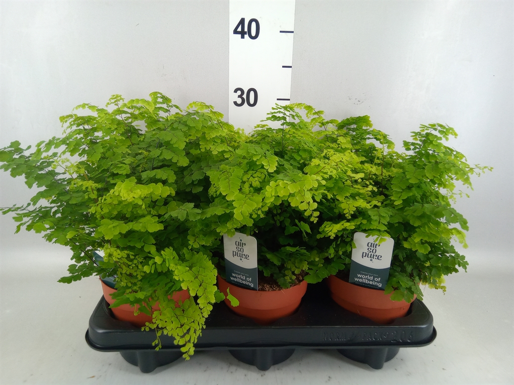 Adiantum Raddianum Fritz-luth 12Ø 35cm
