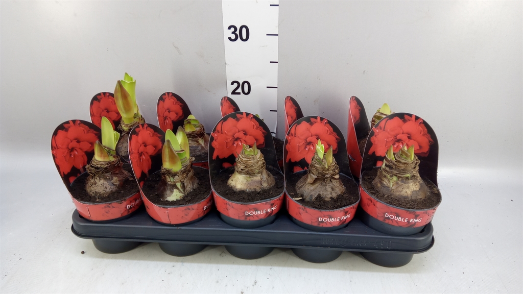 Hippeastrum Double King 12Ø 25cm