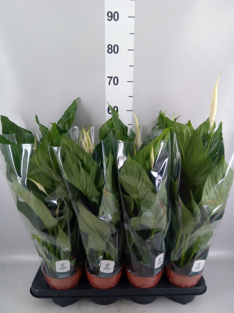 Spath Sweet Ricardo 13Ø 60cm