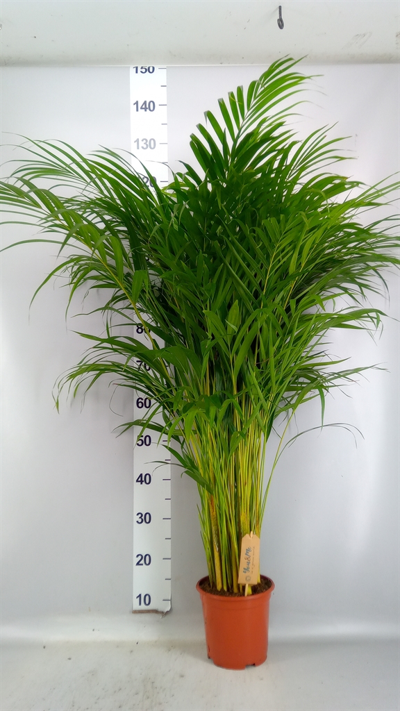 Dypsis Lutescens 19Ø 90cm