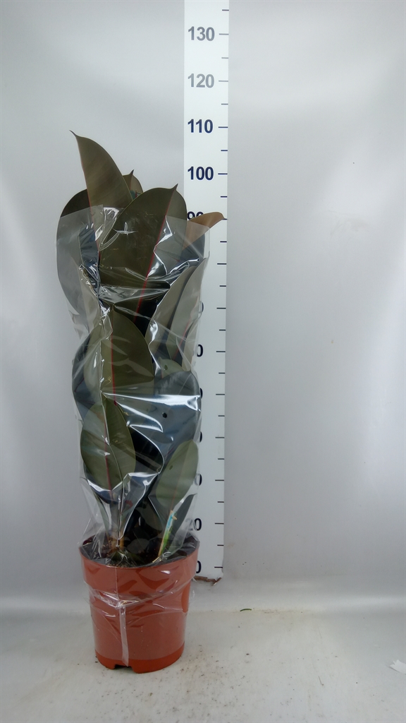 Ficus Abidjan 24Ø 85cm