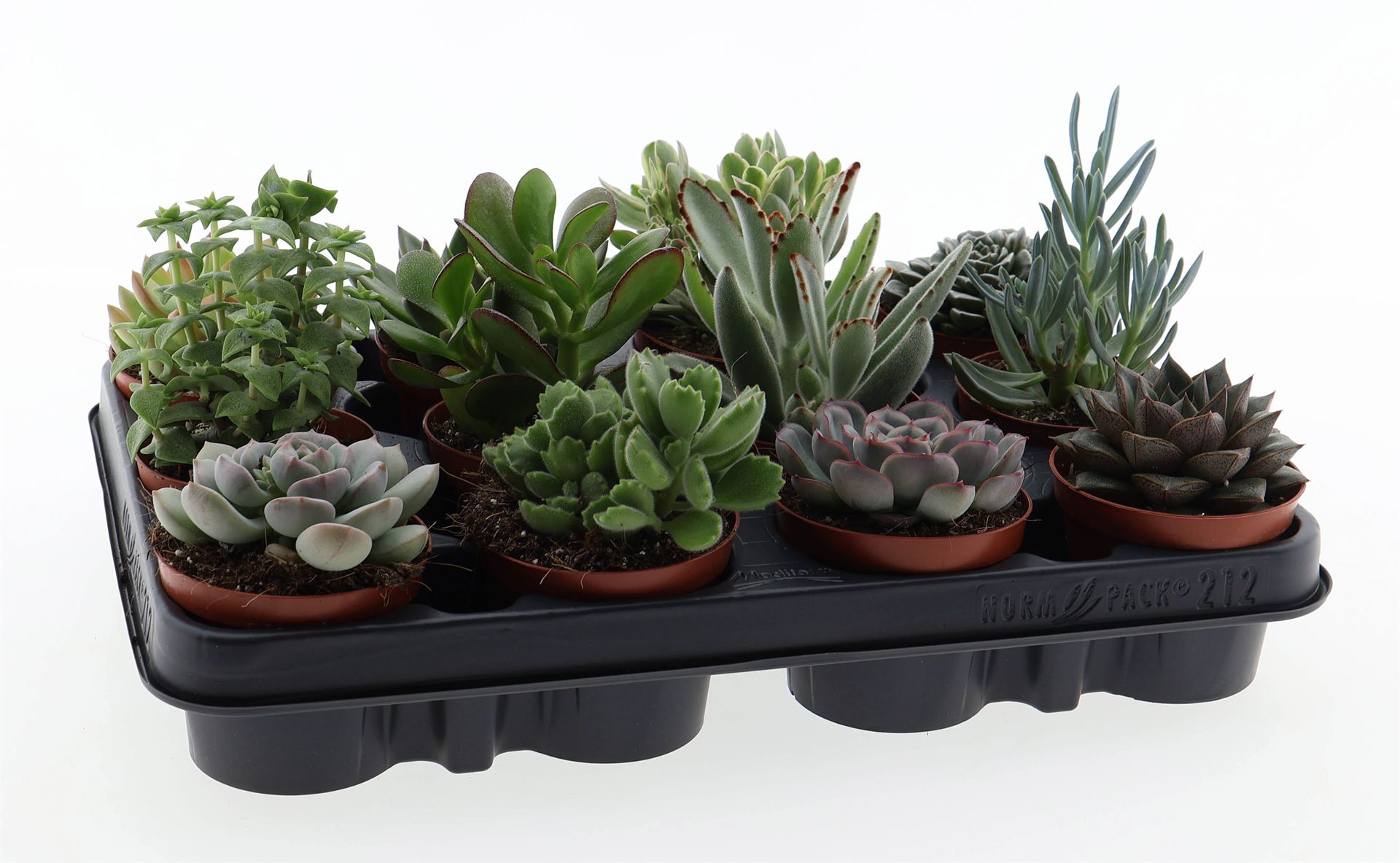 Succulenten Overig 508Ø