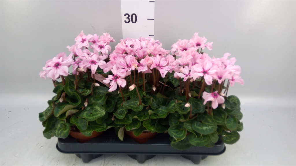 Cyclamen Persicum Illusia 10Ø 25cm