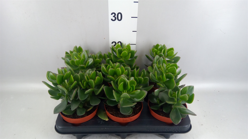 Crassula Hulk 12Ø 15cm