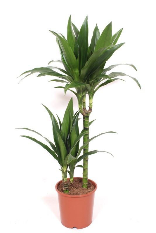 Dracaena Janet Craig 19Ø 120cm