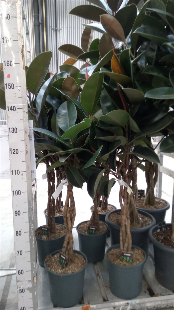 Ficus Burgundy 27Ø 120cm